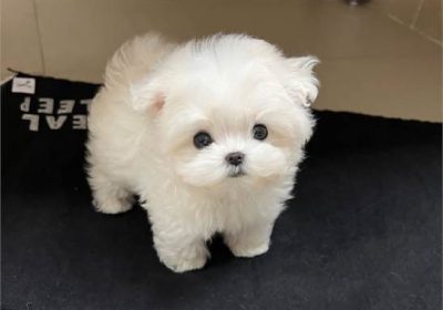 cllisting-2020-photo3