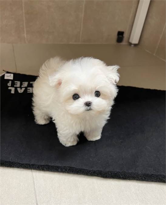 Cachorro maltese blanco