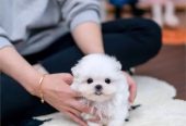 Cachorro maltese blanco