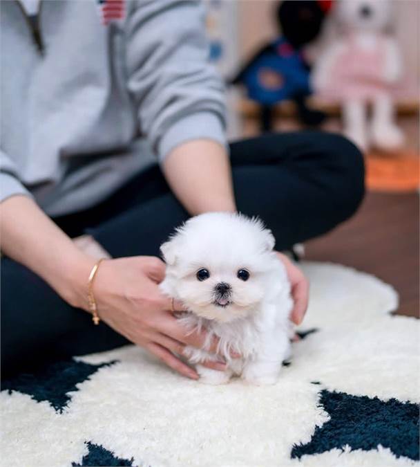 Cachorro maltese blanco