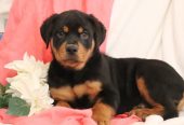 Rottweiler cachorros hembra y macho de criadero en venta