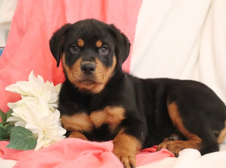 Rottweiler cachorros hembra y macho de criadero en venta