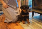 Rottweiler cachorros hembra y macho de criadero en venta