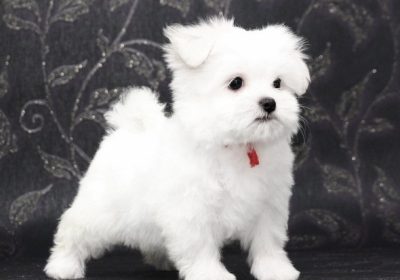 regalo-cachorros-bichon-maltes-en-adopciona-ad1