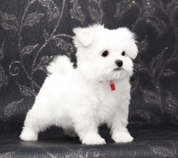 Regalo cachorro de bichon maltes mini