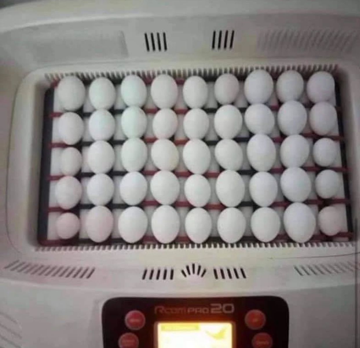 Huevos fértiles de loros, loros y aves en venta (+54 91130358462)