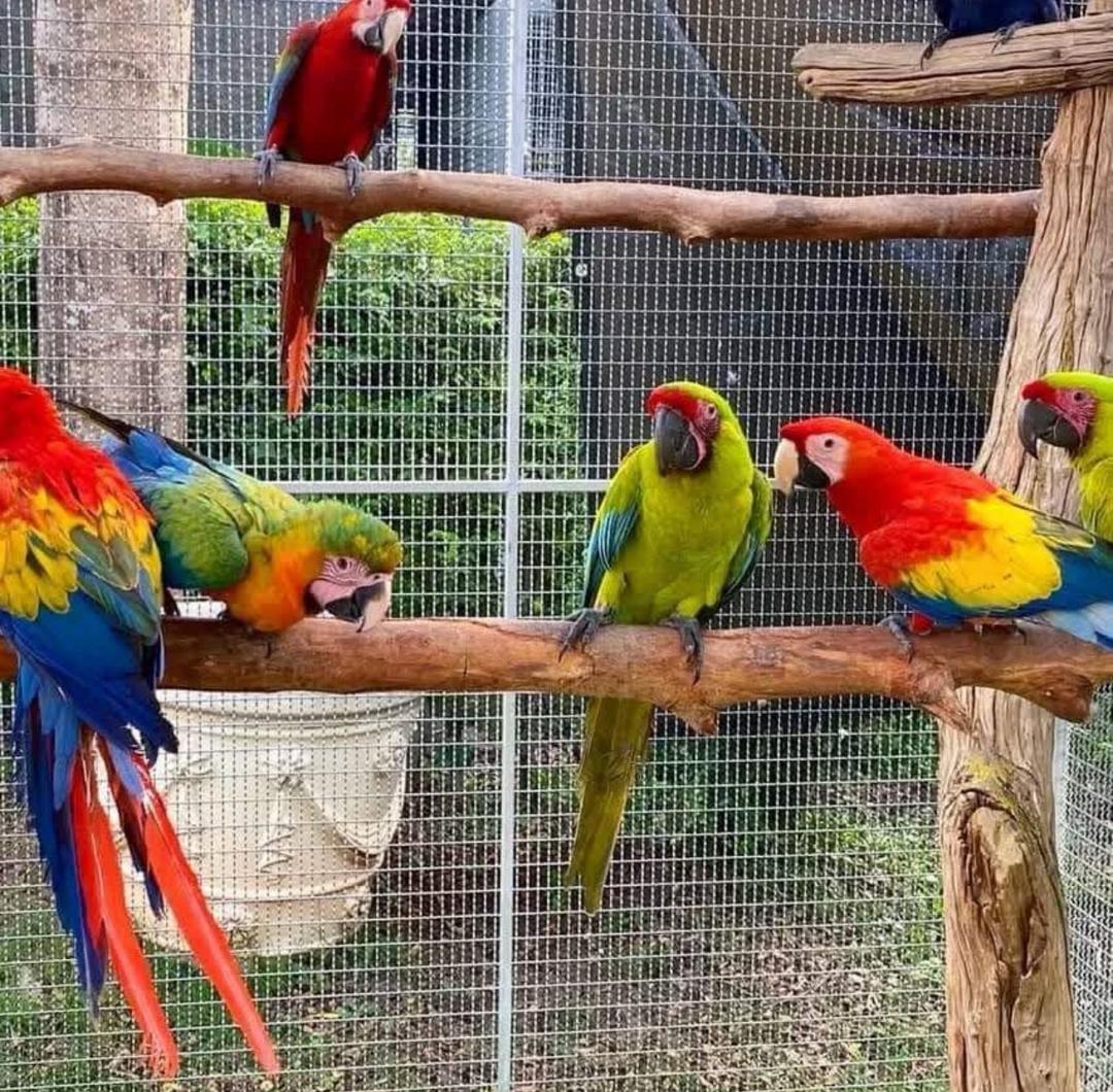 Huevos fértiles de loros, loros y aves en venta (+54 91130358462)