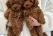 Cachorros de caniche toy, bichón maltés y maltipoo 604175579