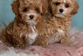 Cachorros de caniche toy, bichón maltés y maltipoo 604175579