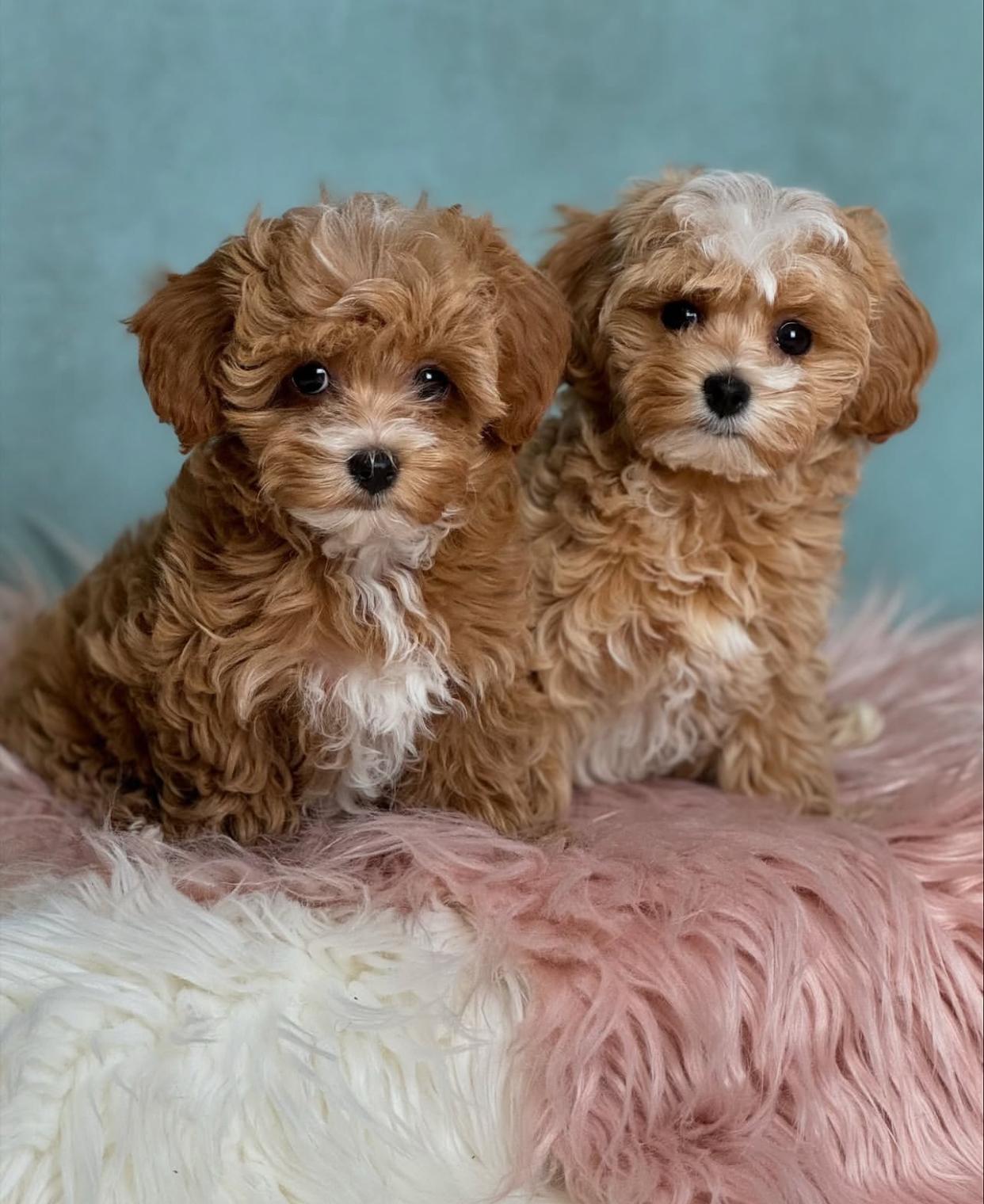 Cachorros de caniche toy, bichón maltés y maltipoo 604175579