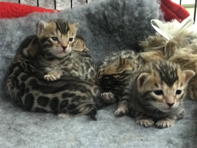 Regalo gatitos bengali