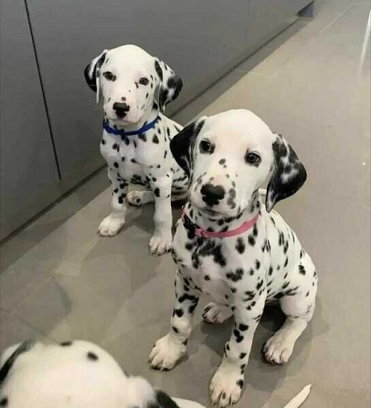 Gran danes cachorro bebe en adopción