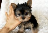 Perro yorkie mini toy macho y hembra en venta