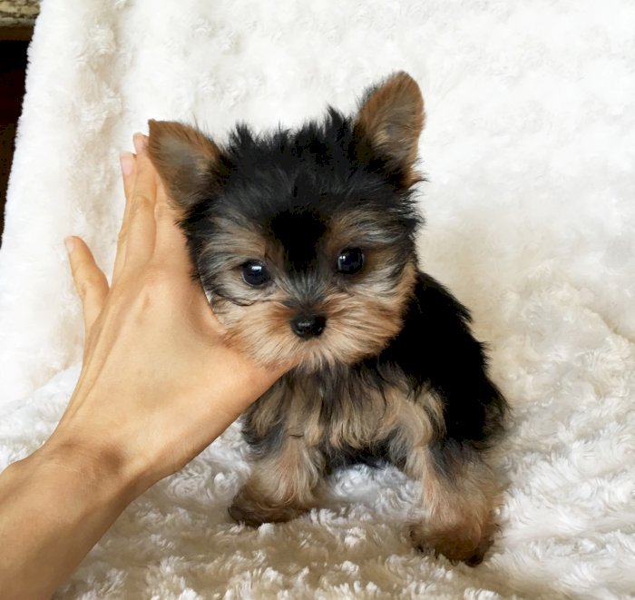 Perro yorkie mini toy macho y hembra en venta