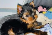 Perro yorkie mini toy macho y hembra en venta