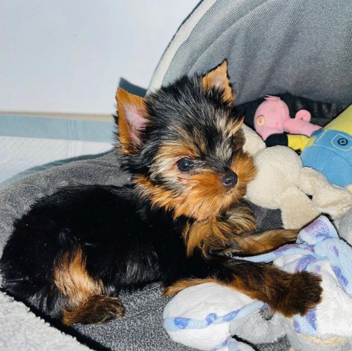 Perro yorkie mini toy macho y hembra en venta
