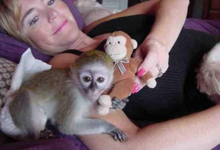 Monos capuchinos hermosos y saludables. disponibles.