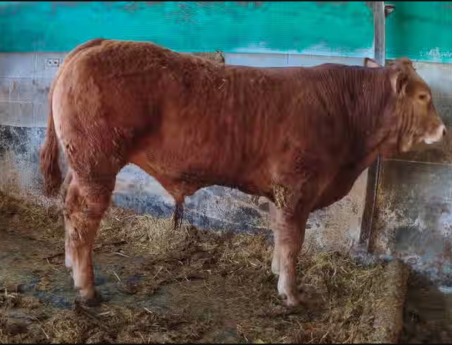 Novillo limusin 10 meses con carta