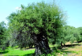 Olivar grande en almogia