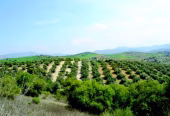 Olivar grande en almogia