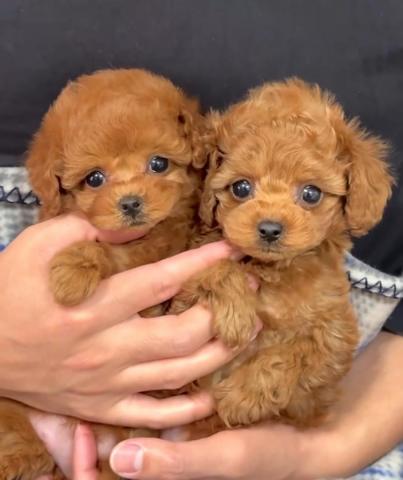 Regalo caniche toy cachorros whatsapp 623727736