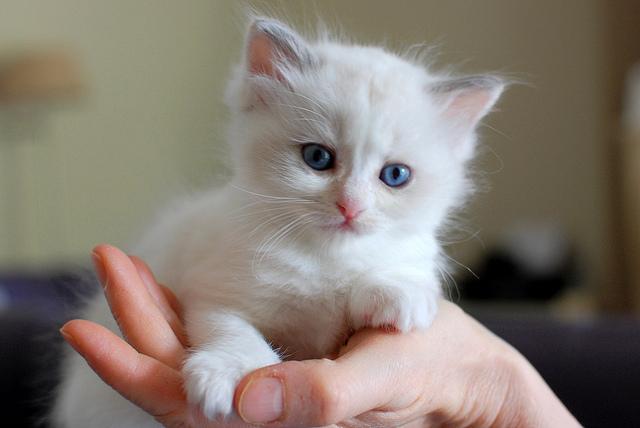Gatitos persa