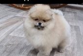 Cachorros de pomerania miniatura.