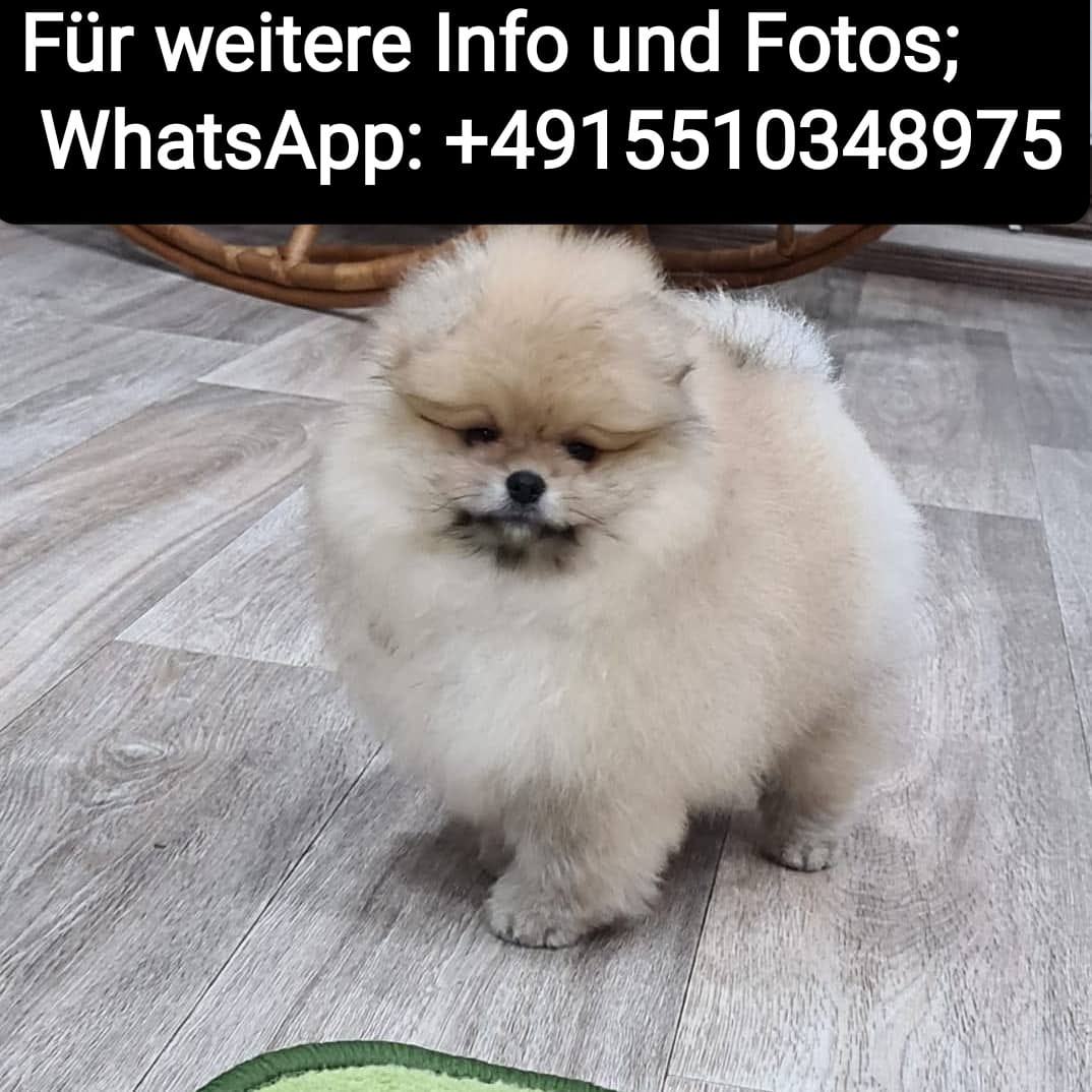 Cachorros de pomerania miniatura.
