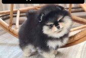 Cachorros de pomerania miniatura.