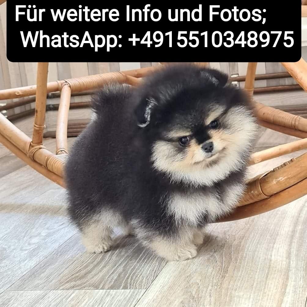 Cachorros de pomerania miniatura.