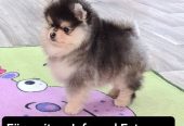 Cachorros de pomerania miniatura.