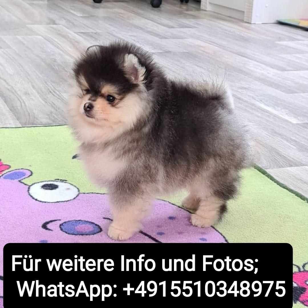 Cachorros de pomerania miniatura.