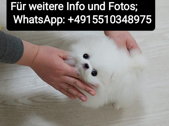 Cachorros de pomerania miniatura.